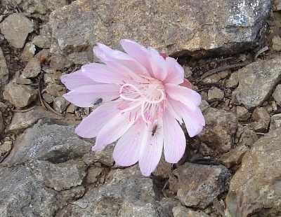 3649628398_8172fb8c67_o (2)