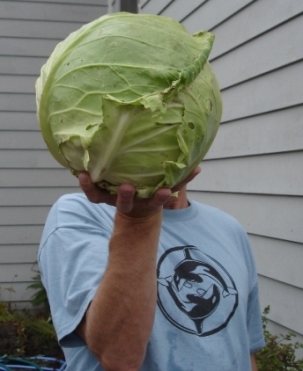cabbage09317